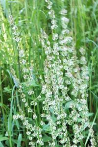<i>Rumex acetosa</i>