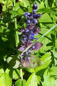 <i>Ajuga reptans</i>