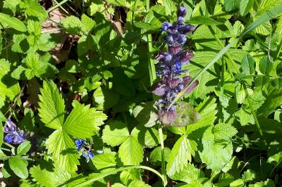Ajuga reptans
