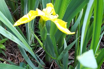 <i>Iris pseudacorus</i>