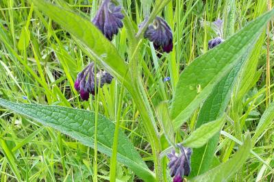 <i>Symphytum officinale</i>