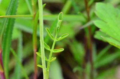 Cardamine pratensis