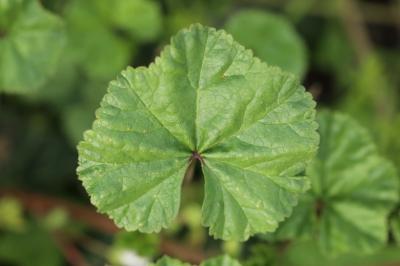 <i>Malva neglecta</i>