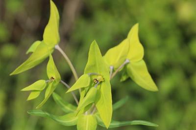 <i>Euphorbia lathyris</i>