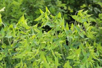 <i>Euphorbia lathyris</i>