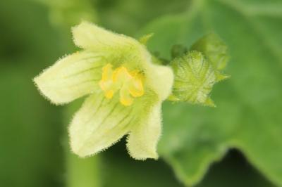 <i>Bryonia dioica</i>