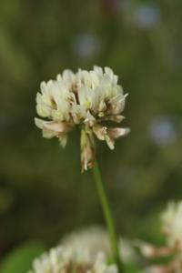 <i>Trifolium repens</i>