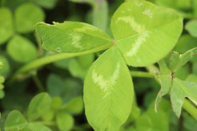 Trifolium repens