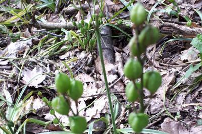 <i>Hyacinthoides non-scripta</i>