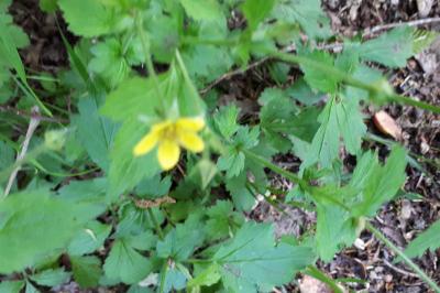 <i>Geum urbanum</i>