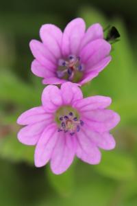 <i>Geranium pyrenaicum</i>