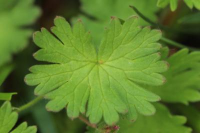 <i>Geranium pyrenaicum</i>