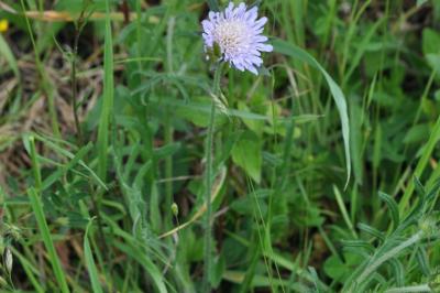 <i>Knautia arvensis</i>