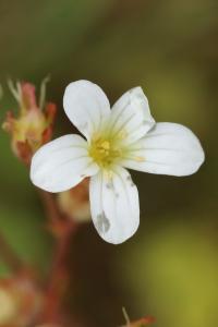 <i>Saxifraga granulata</i>