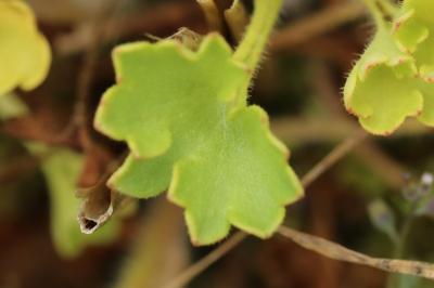 Saxifraga granulata