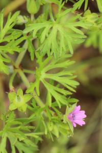 <i>Geranium dissectum</i>