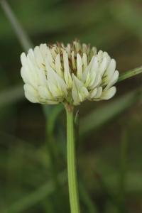 <i>Trifolium repens</i>