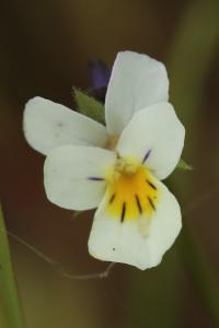 <i>Viola arvensis</i>