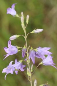 <i>Campanula rapunculus</i>
