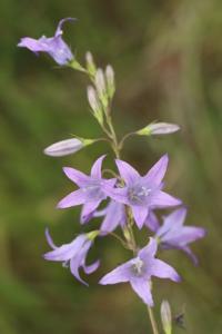 <i>Campanula rapunculus</i>