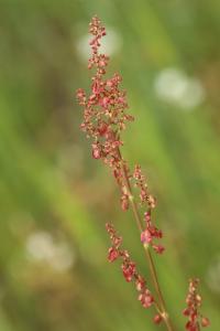 <i>Rumex acetosa</i>