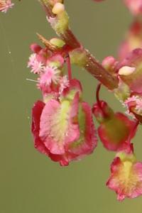 <i>Rumex acetosa</i>
