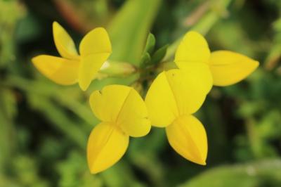 Lotus corniculatus