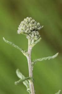 <i>Achillea millefolium</i>