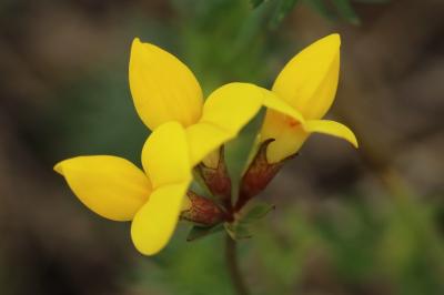 <i>Lotus corniculatus</i>