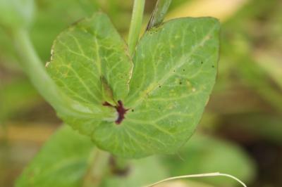<i>Pisum sativum subsp. biflorum</i>