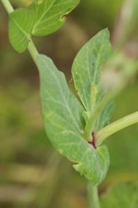 <i>Pisum sativum subsp. biflorum</i>