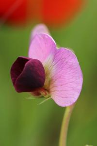 <i>Pisum sativum subsp. biflorum</i>