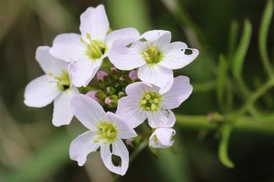 <i>Cardamine pratensis</i>