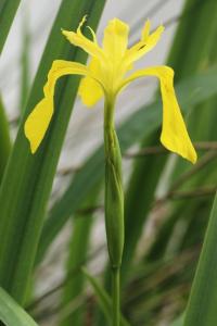 <i>Iris pseudacorus</i>