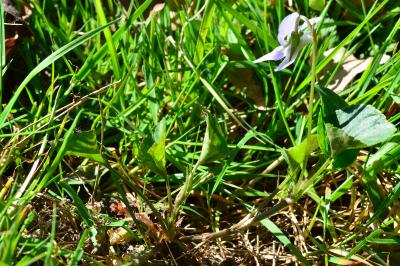 <i>Viola riviniana</i>