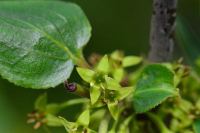 Rhamnus cathartica