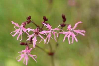 Lychnis flos-cuculi