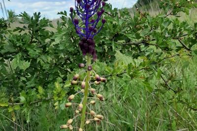 <i>Muscari comosum</i>