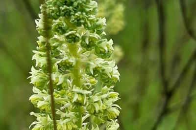 <i>Reseda lutea</i>