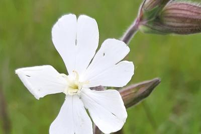 <i>Silene latifolia</i>