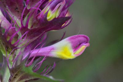 Melampyrum arvense