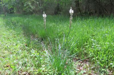 Asphodelus albus