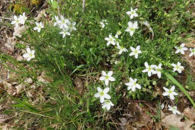 Arenaria montana