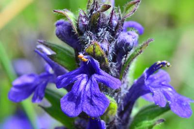 Ajuga genevensis