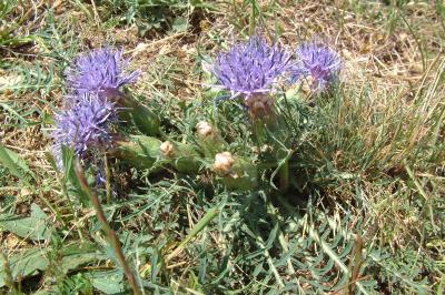 Carthamus mitissimus