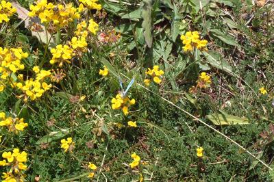 Hippocrepis comosa
