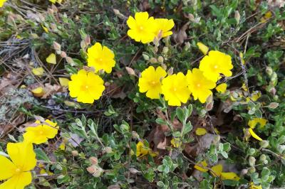 Cistus lasianthus
