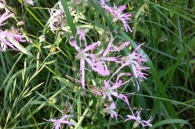 Lychnis flos-cuculi