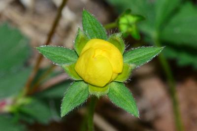 Potentilla reptans