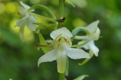 Platanthera chlorantha